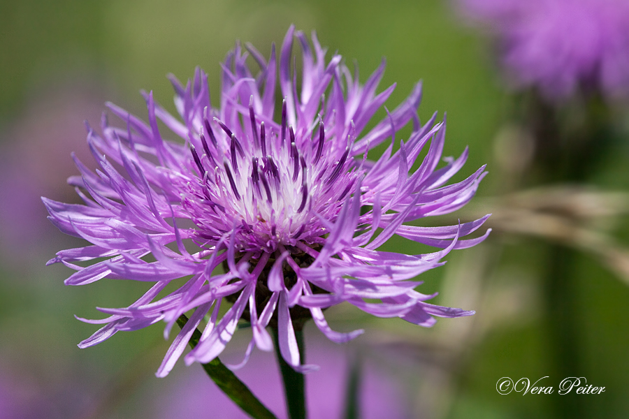 Wiesen-Flockenblume