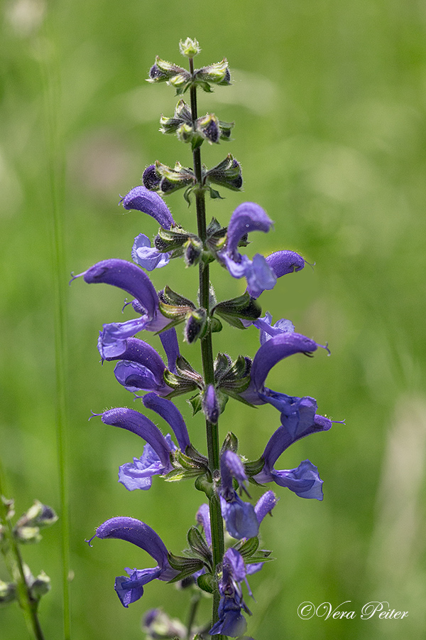 Wiesensalbei