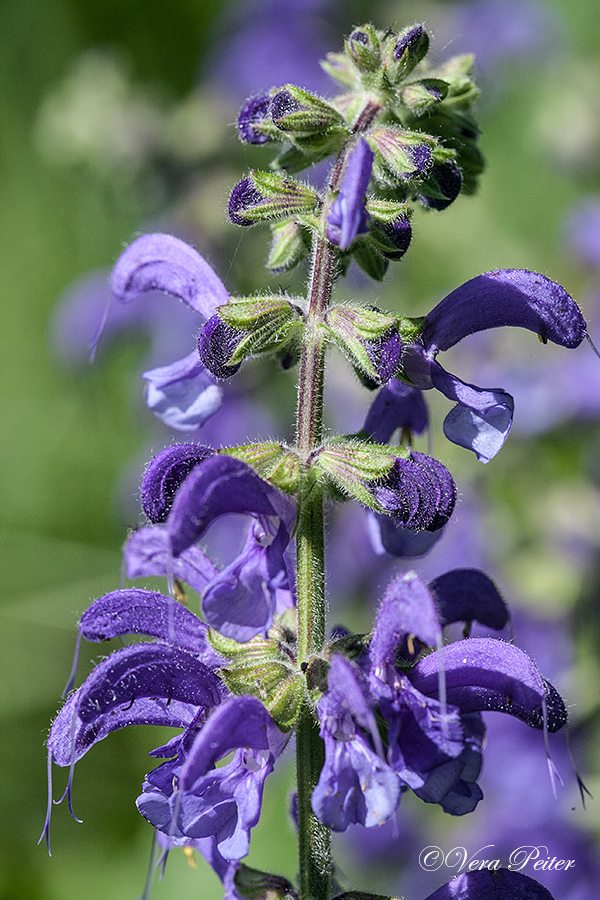 Wiesensalbei