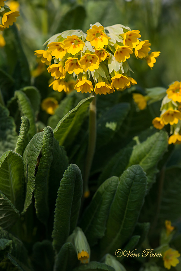 Wiesenschlüsselblume