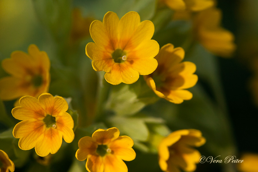 Wiesenschlüsselblume