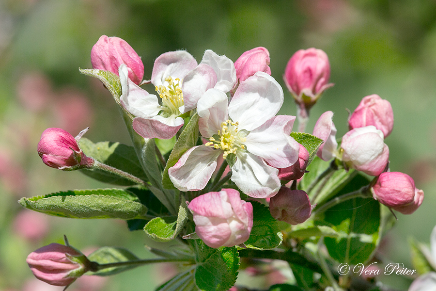 Zierapfel