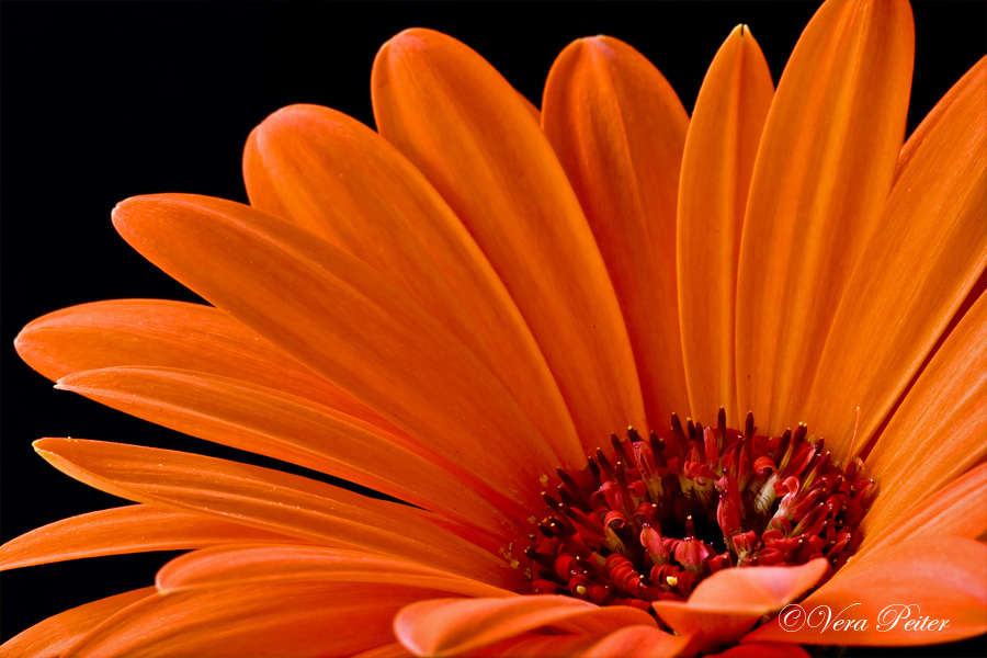 Gerbera