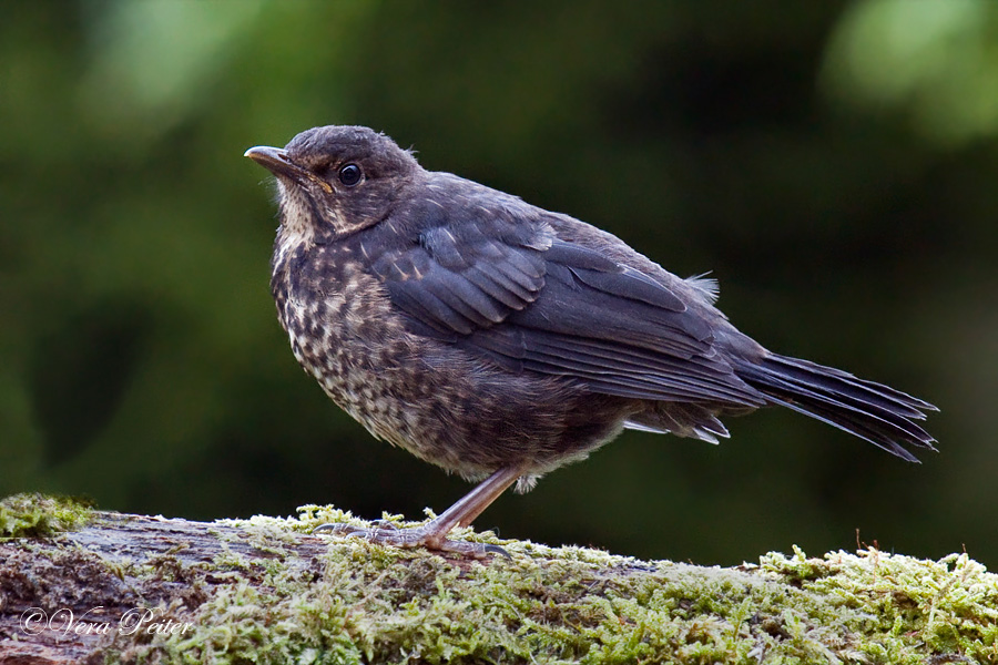 Amsel Jungtier