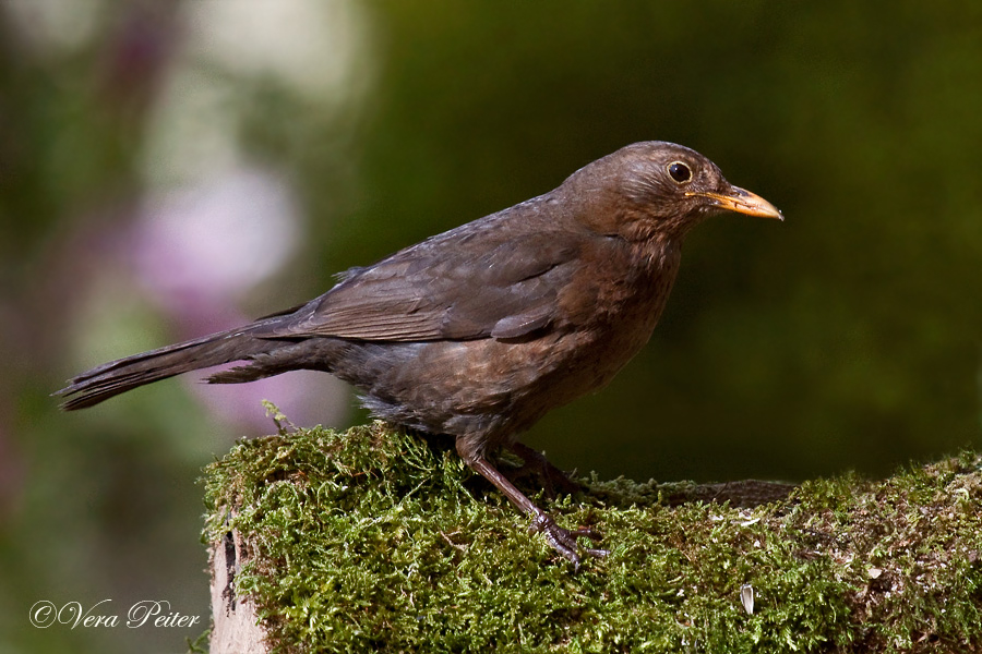 Amsel