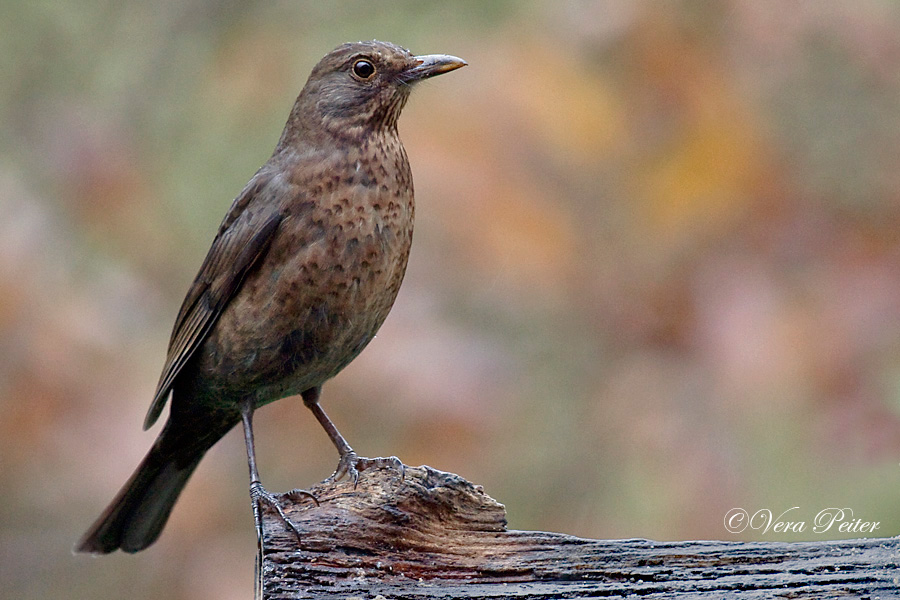 Amsel