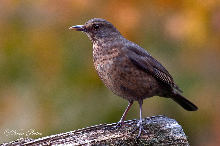 Amsel