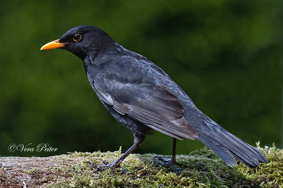 Amsel