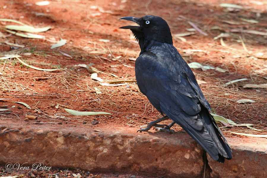 Australian Raven