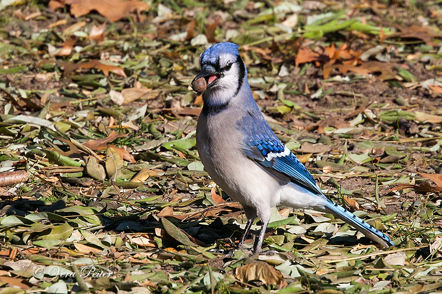 Blauhäher