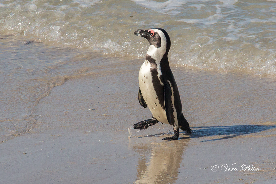 Brillenpinguin