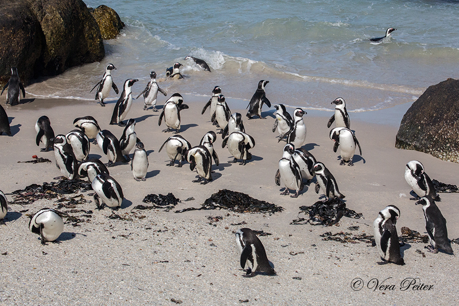 Brillenpinguin