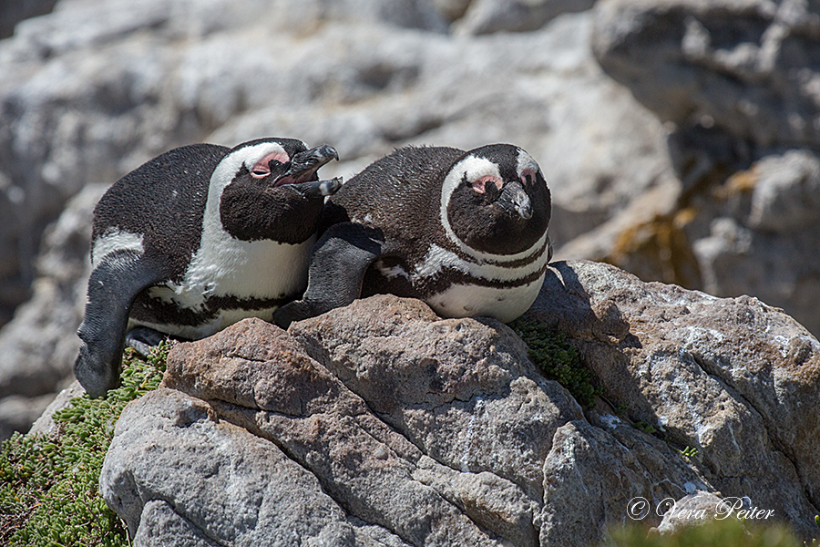 Brillenpinguin