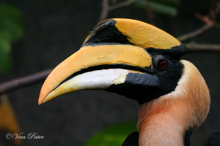 Doppelhornvogel