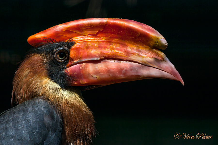 Feuerhornvogel