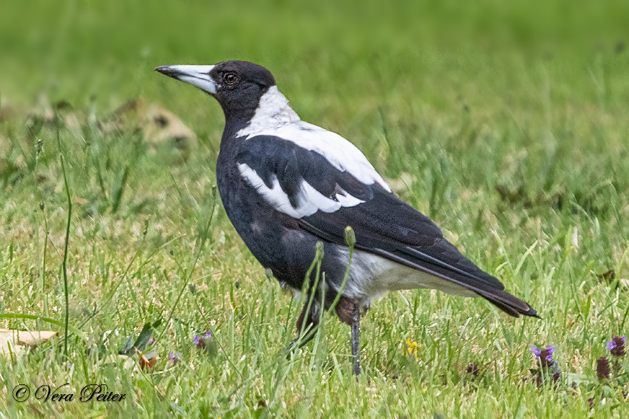 Flötenvogel