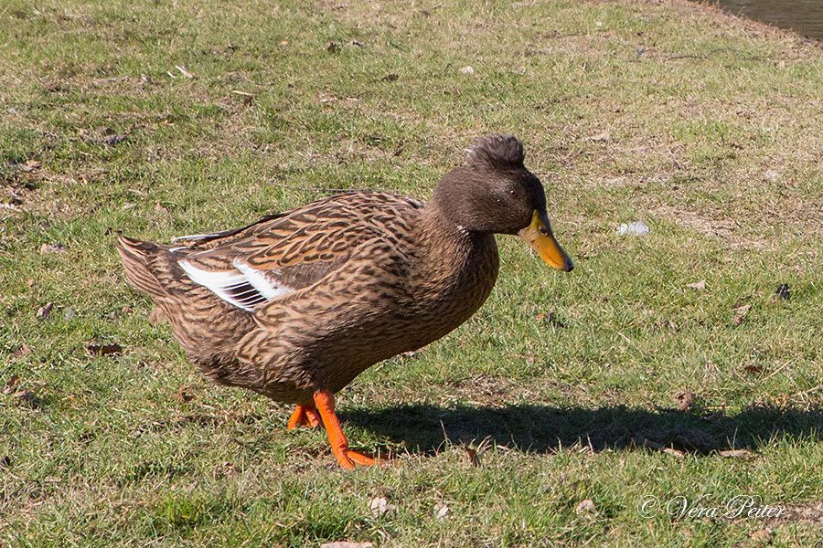 Haubenente