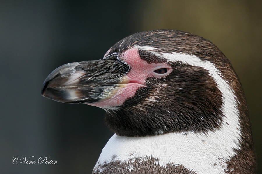 Humboldt-Pinguin