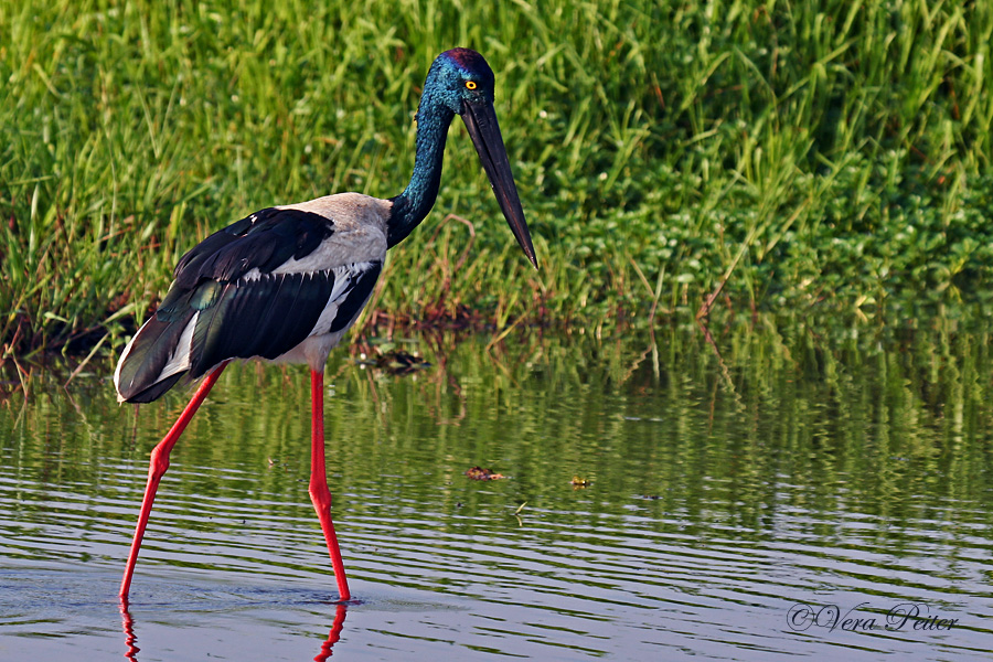 Jabiru Storch