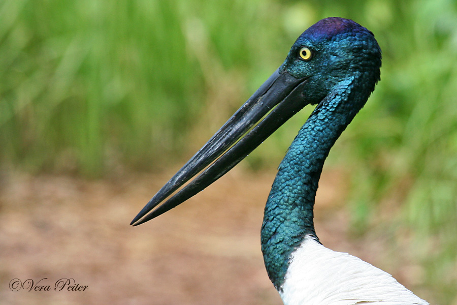 Jabiru Storch