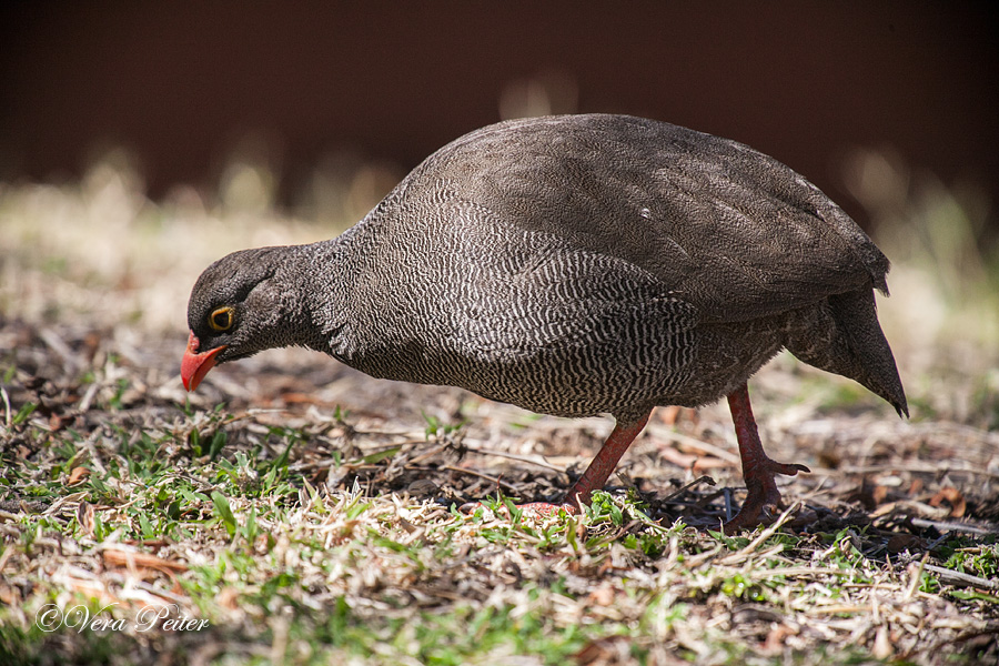 Kapfrankolin