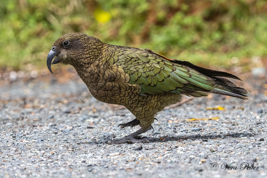 Kea