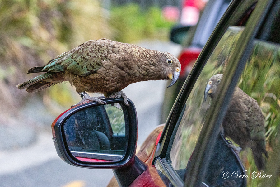 Kea
