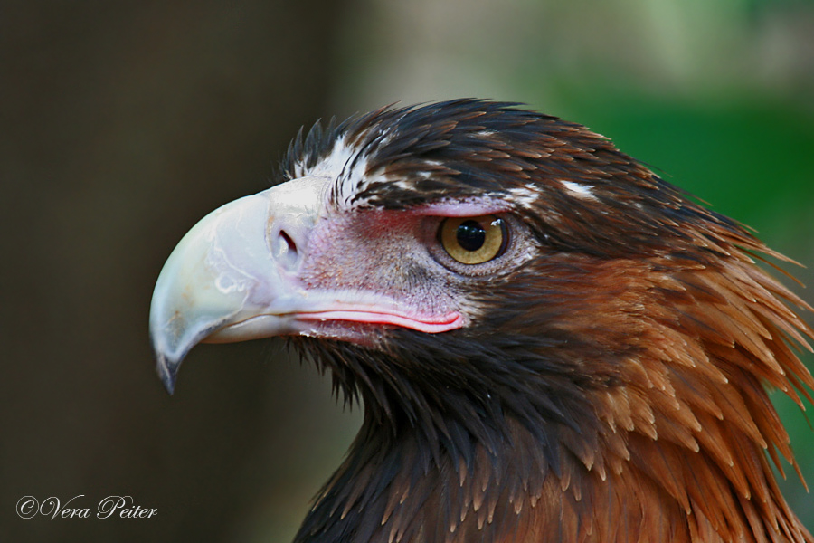 Keilschwanzadler