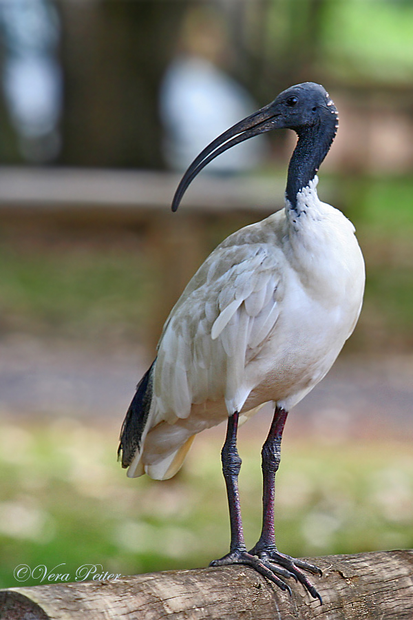 Molukkenibis