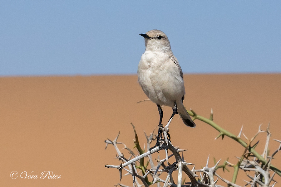 Namib-Schmätzer