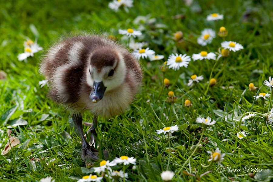 Nilgans