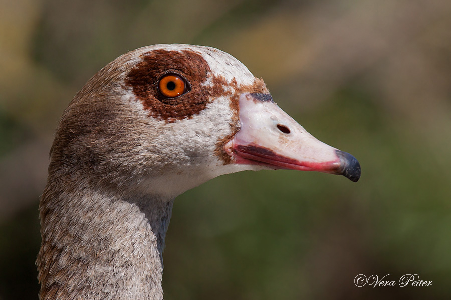 Nilgans