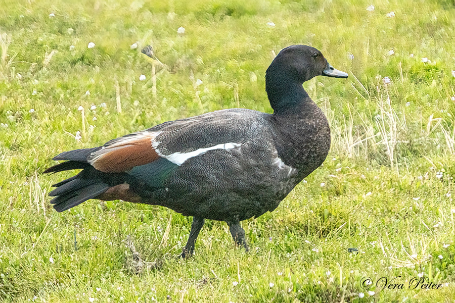Paradiesgans