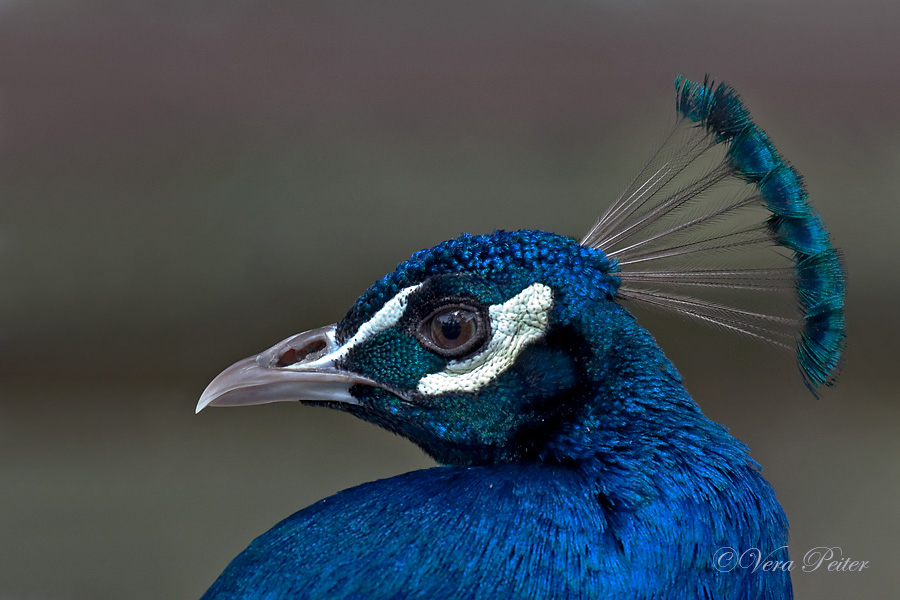 Pfau