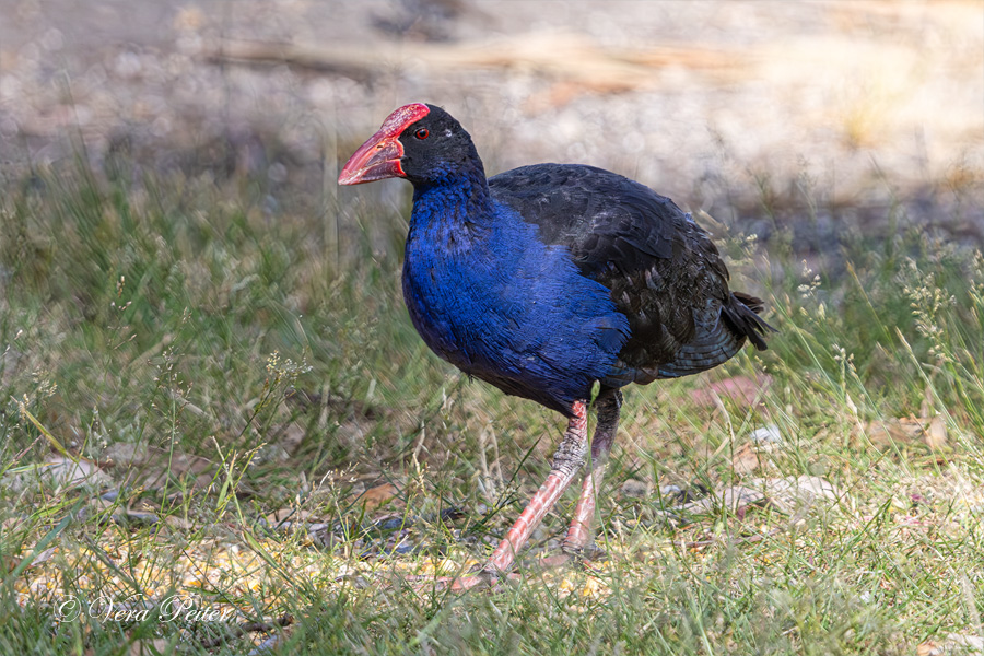 Purpurhuhn