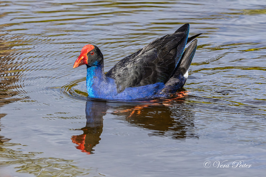 Purpurhuhn