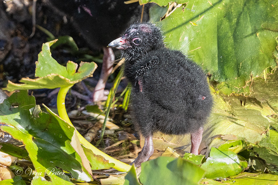 Purpurhuhn