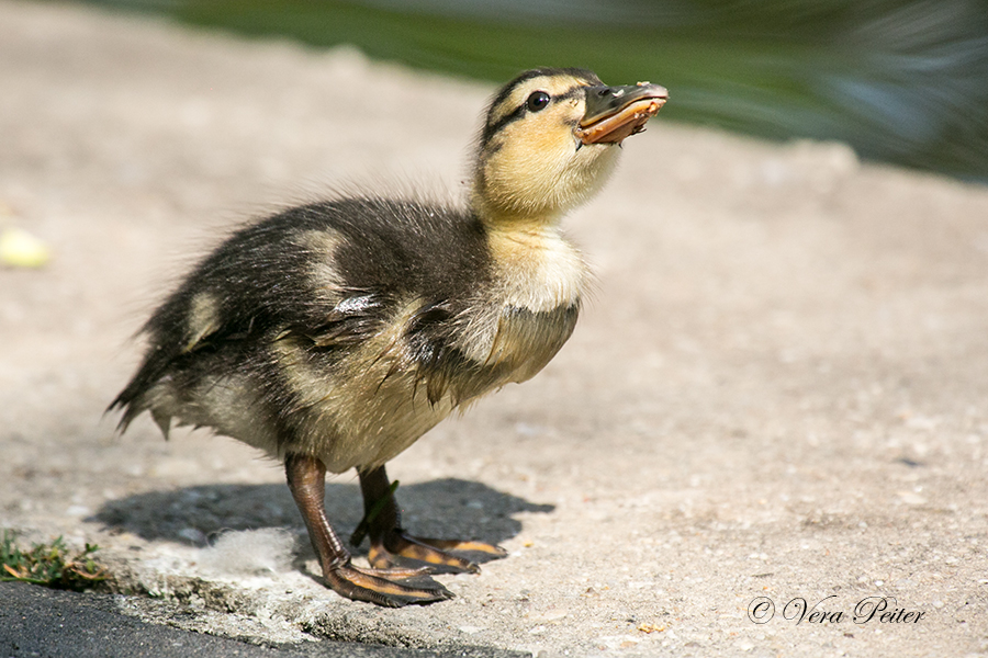 Stockente