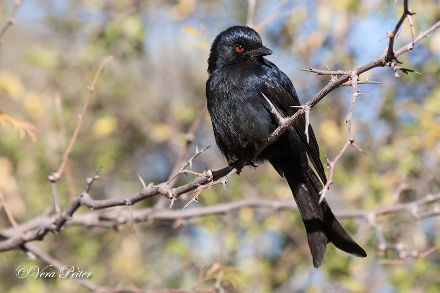 Trauerdrongo