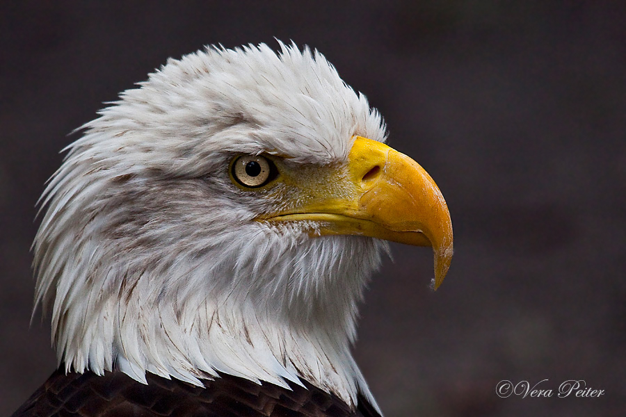 Weißkopfseeadler