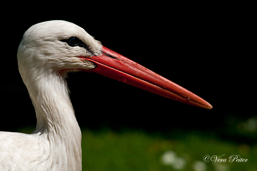 Weißstorch