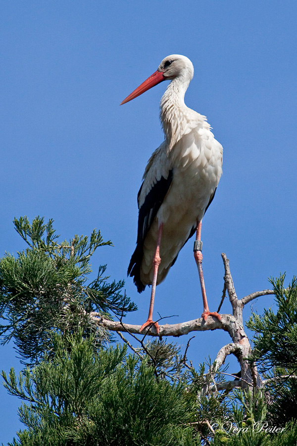 Weißstorch