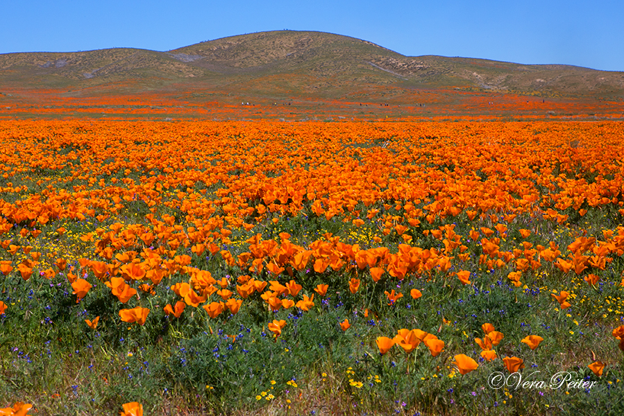 Antelope Valley