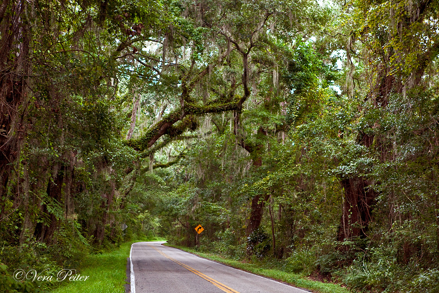 Canopy Road