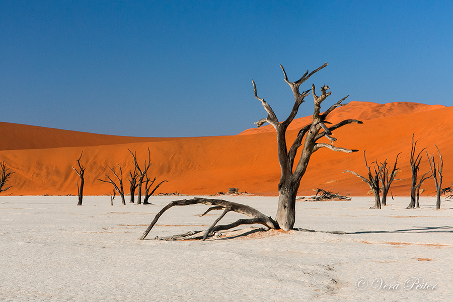 Namib - Deadvlei