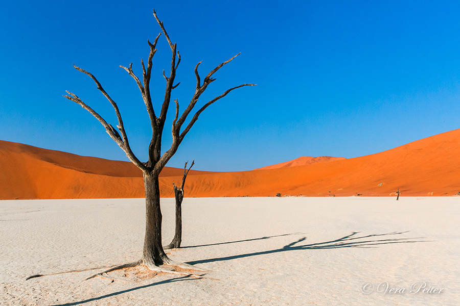 Namib - Deadvlei