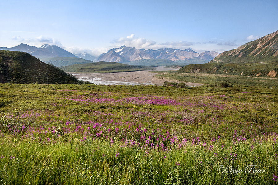 Denali Nationalpark