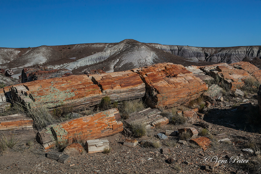 Petrified Forest - Arizona