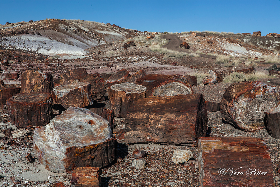 Petrified Forest - Arizona