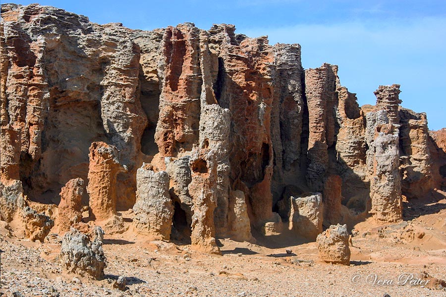 Petrified Forest - Cape Bridgewater